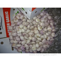 Normal Fresh White Garlic Price